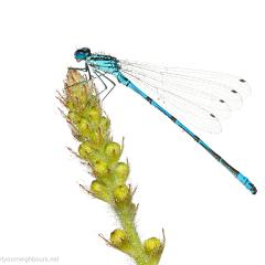 MYN Azure Damselfly 